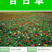 沭陽縣匯川苗木園藝場 供應產品
