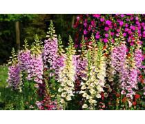 【花卉種子產品庫】_價格/圖片/廠家_花卉種子第7頁 - 產品庫