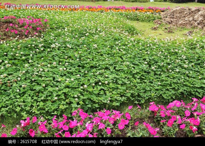 原創攝影圖 動物植物 花卉花草 花草世界