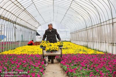 安徽濉溪:花卉種植富農家