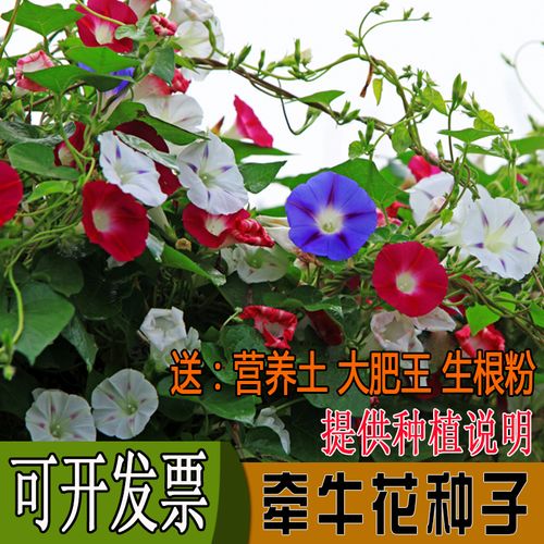 爬藤大牽牛花種子喇叭花籽攀援室內(nèi)陽(yáng)臺(tái)盆栽苗開(kāi)花卉四季種植易活