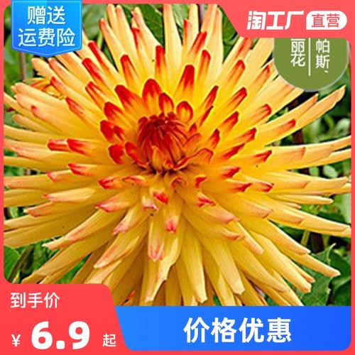 種植花卉植物