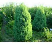 【專業(yè)龍柏種植銷售基地1-3米蜀檜龍柏苗】泰安開(kāi)發(fā)區(qū)開(kāi)元園藝場(chǎng) - 產(chǎn)品庫(kù)