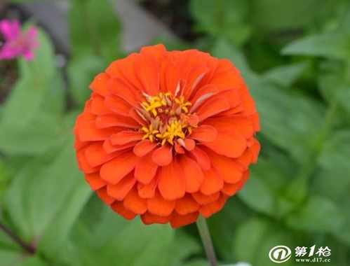原料輔料,初加工材料 農(nóng)產(chǎn)品 園藝花卉 其他園藝花卉 山東百日草種植