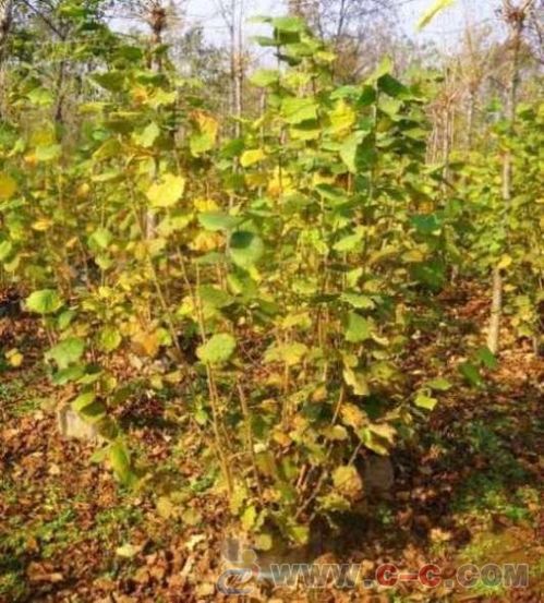 歐洲榛子苗3000棵