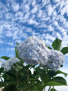 養花種植必備,園藝捆扎帶在設計師手中顏值逆天了