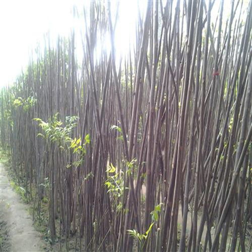 【寶山香椿苗批發價格】- 