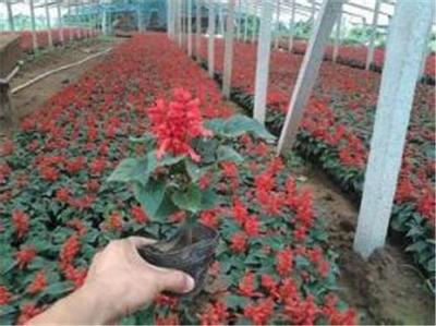 哪里有賣【一串紅】一串紅種子的?青州奕涵花卉種植基地