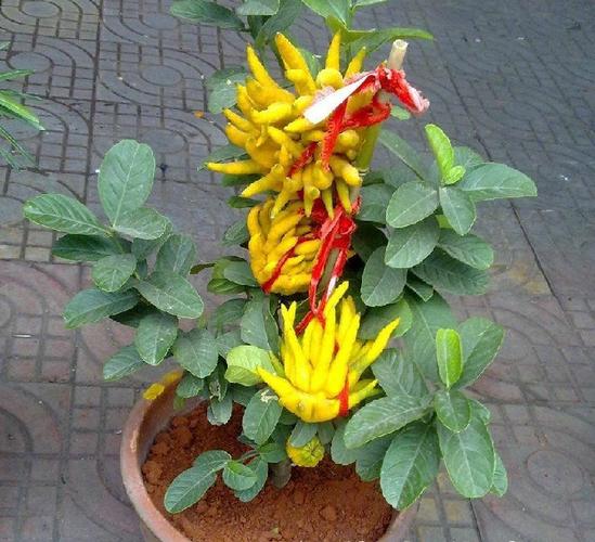 室內外庭院種植盆栽花卉植物 佛手苗 金佛手 千佛手花苗