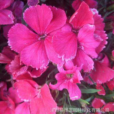 常夏石竹種子種植基地常夏石竹花卉種子一斤起發貨