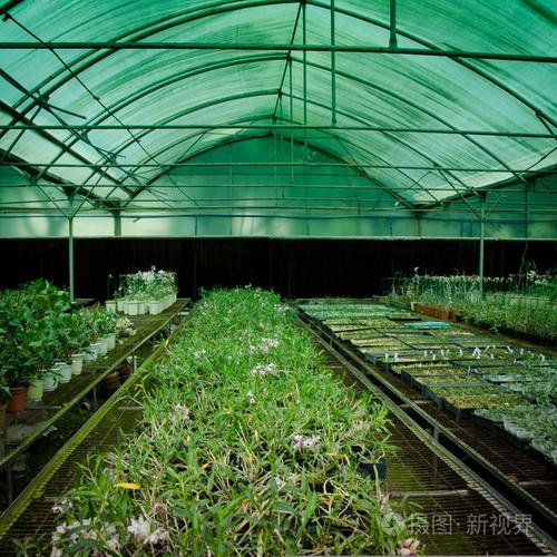 綠房子蘭花花卉育苗