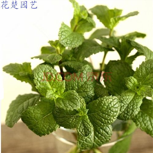 薄荷種子香草盆栽種子中草藥種子觀花花卉種子家庭陽臺種植四季可播