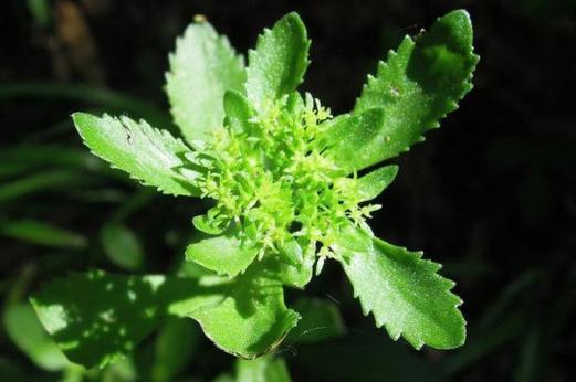 費菜的種植方法和時間 花卉 第3張