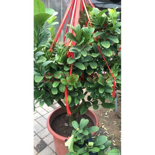 室內帶果盆栽花卉樹苗金華佛手花凈化空氣植物南方北方種植1 12年苗