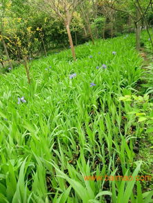 四川鳶尾,供應(yīng)四川有品質(zhì)的成都鳶尾基地,四川鳶尾,供應(yīng)四川有品質(zhì)的成都鳶尾基地生產(chǎn)廠家,四川鳶尾,供應(yīng)四川有品質(zhì)的成都鳶尾基地價(jià)格