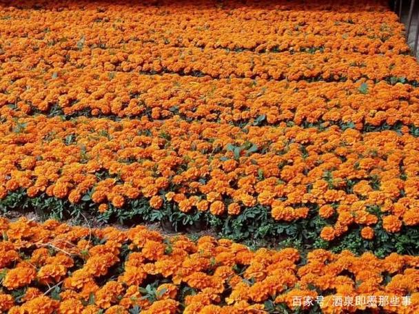 玉門花卉種植基地