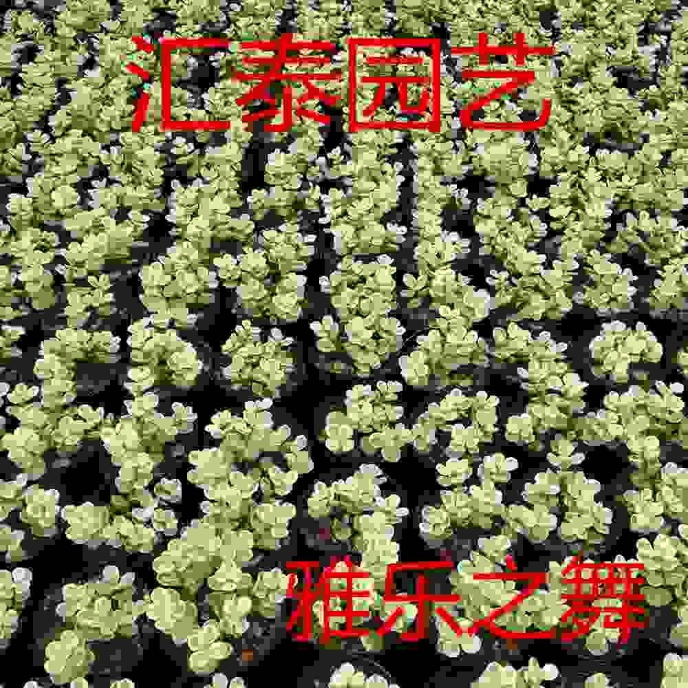 球類植物 花卉種子 種苗 農產品代理加盟 花卉 鮮花 花架 龍海市九湖匯泰園藝場