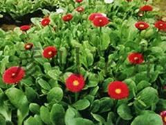 山東草花種植:專業的多色系雛菊供應商推薦-青州市彥明花卉苗木種植專業合作社提供山東草花種植:專業的多色系雛菊供應商推薦的相關介紹、產品、服務、圖片、價格碧桃、草花苗木、宿根花卉、小區綠化苗木、水體綠化植物、山東草花、