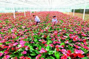 天津濱海國際花卉科技園區產品暢銷國內外