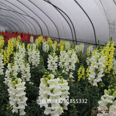 【大量批發金魚草青州草花基地出售金魚草一二年生花卉金魚草】青州市鴻藝花卉苗木專業合作社 - 產品庫