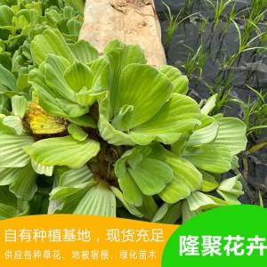 水芙蓉 水生植物 山東水芙蓉種植培育基地 隆聚花卉苗木