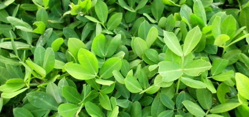 南京市浦口區(qū)云鼎花卉苗木種植園