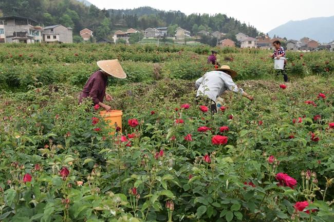 縣農業農村局組織農技專家深入玫瑰花種植基地開展花卉測產和采摘技術