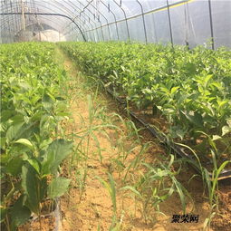 大青葉櫻桃砧木樹苗