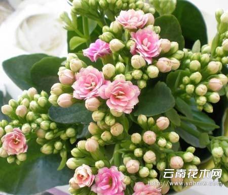 變化,為了生產出高品質的長壽花,種植者在溫室生產管理方面應加以重視