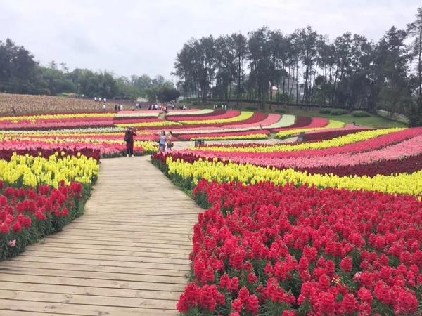 鼎諾花卉太陽(yáng)花