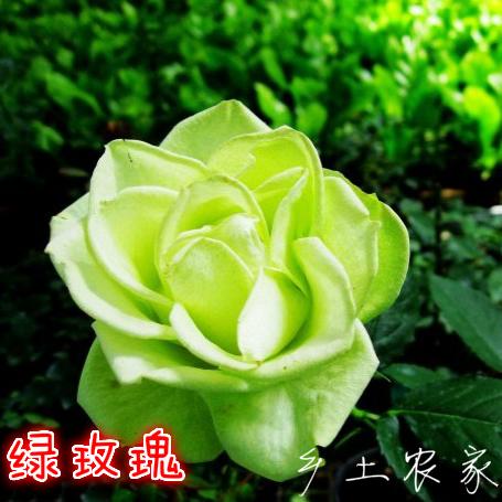 滿包郵 粉玫瑰花種子四季播陽臺庭院種植 觀花芳香盆栽花卉 易種