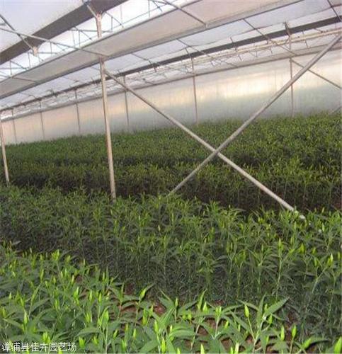 鶴望蘭批發河北鶴望蘭價格鶴望蘭花卉室內客廳辦公