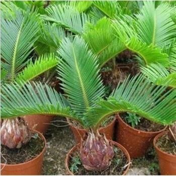 盆栽盆景花卉鐵樹苗觀葉植物庭院書房客廳非常容易球根花卉種植 30cm