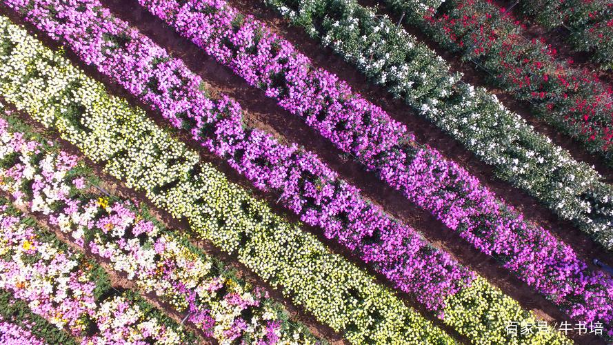 2019年10月30日,河南許昌,許昌華育花卉觀賞彩菊種植基地(無人機拍攝)