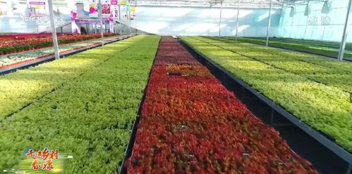 走進鄉村看小康 山東青州 鄉村花卉大放異彩 以花為 媒 趟出致富路