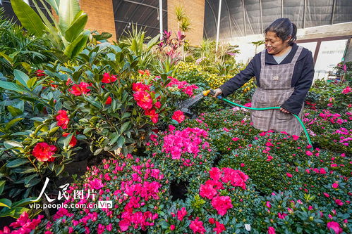 河北遵化 鮮花種植助增收