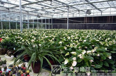 [黃河新聞網]滕頭村村在景中 花卉種植扮靚世博會-滕頭村,花卉種植,景觀農業,黃河,村容村貌,扮靚-中國寧波網-新聞中心專題