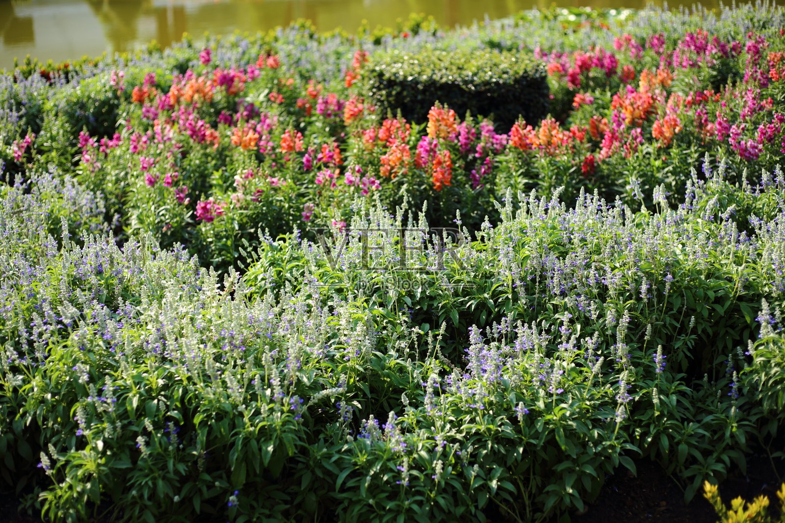 Ratchaphruek皇家公園的花卉種植園照片攝影