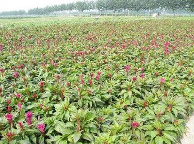 雞冠花是漂亮花卉,還是價值很高的藥材,農民靠它每年收入10多萬