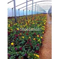 花卉苗木種植廠商公司 2020年花卉苗木種植最新批發商 花卉苗木種植廠商報價
