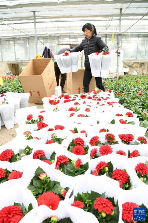河南濟源 大棚鮮花俏市場