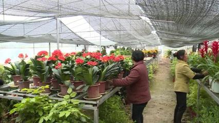 金口河新建村:發展花卉苗木產業壯大村集體經濟