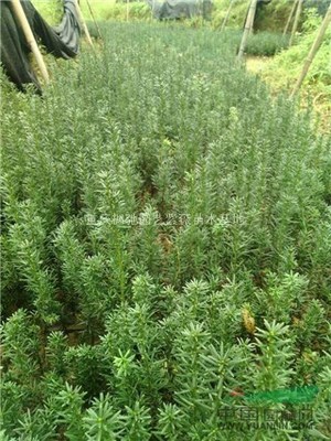 重慶楓馳園藝紫薇苗木基地