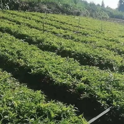 百部草小苗批發 百部苗價格 百條根種植基地 質優價廉