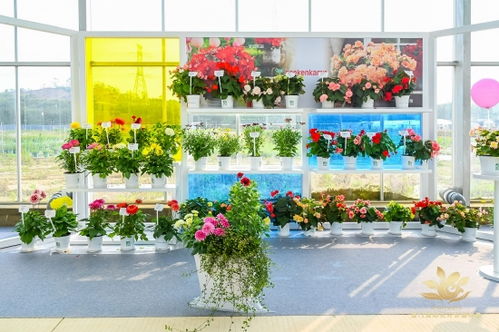 超千種新品花卉競相綻放 2023廈門國際花卉新品種展盛大啟幕