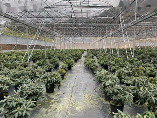 鞏固脫貧成果 共筑美麗幸福鄉村
