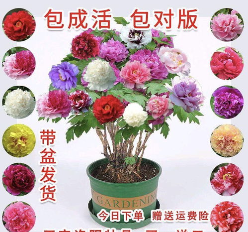 秋天買花要小心,6種 假花 刷新你的認知,買了后悔