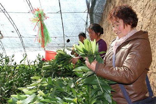 常年有人大量種植,如今遇銷售難,網友 為何不挖去吃