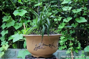 花卉種養心得 大富貴換土實驗