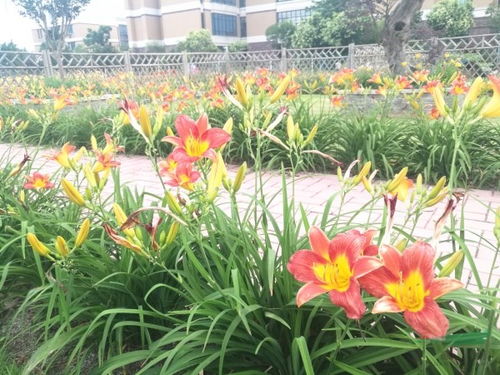 上海應用技術大學 萱草創新研發成果豐碩 助力產業健康持續發展